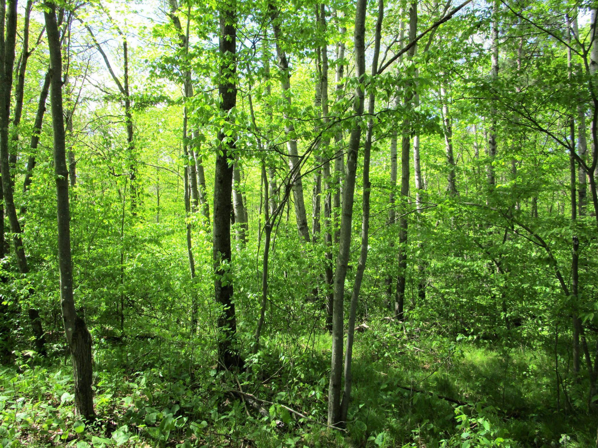 Lot 1 85th Street, Frederic, Wisconsin image 5