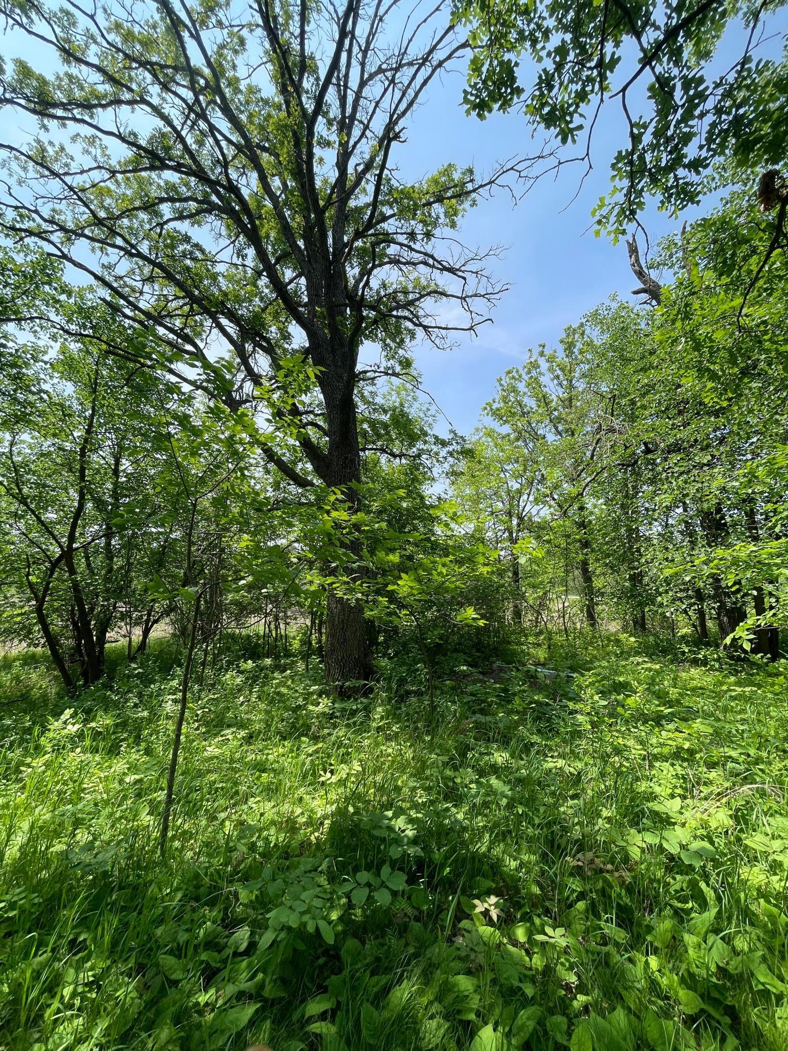 21xxx W Toad Lake Drive, Osage, Minnesota image 11