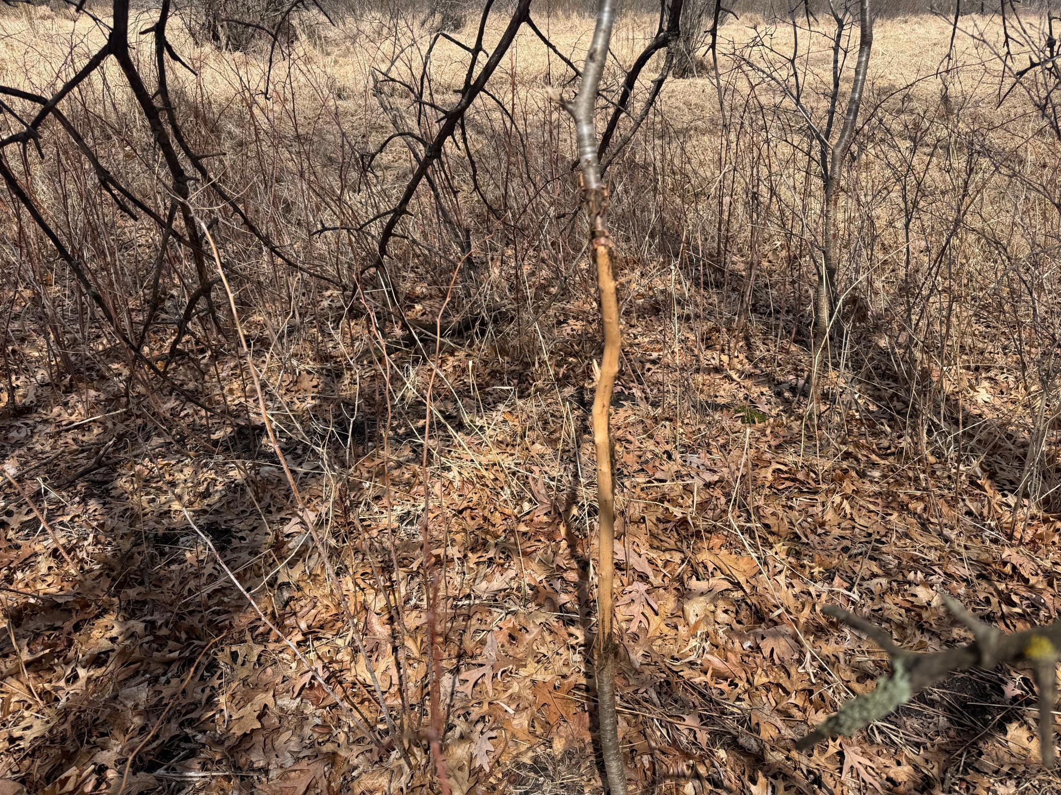 TBD Palisade Street, East Bethel, Minnesota image 34