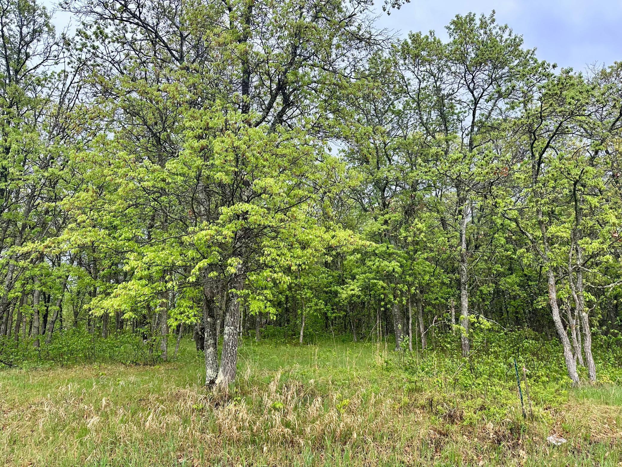 TBD Lot 3 204th St, Park Rapids, Minnesota image 3