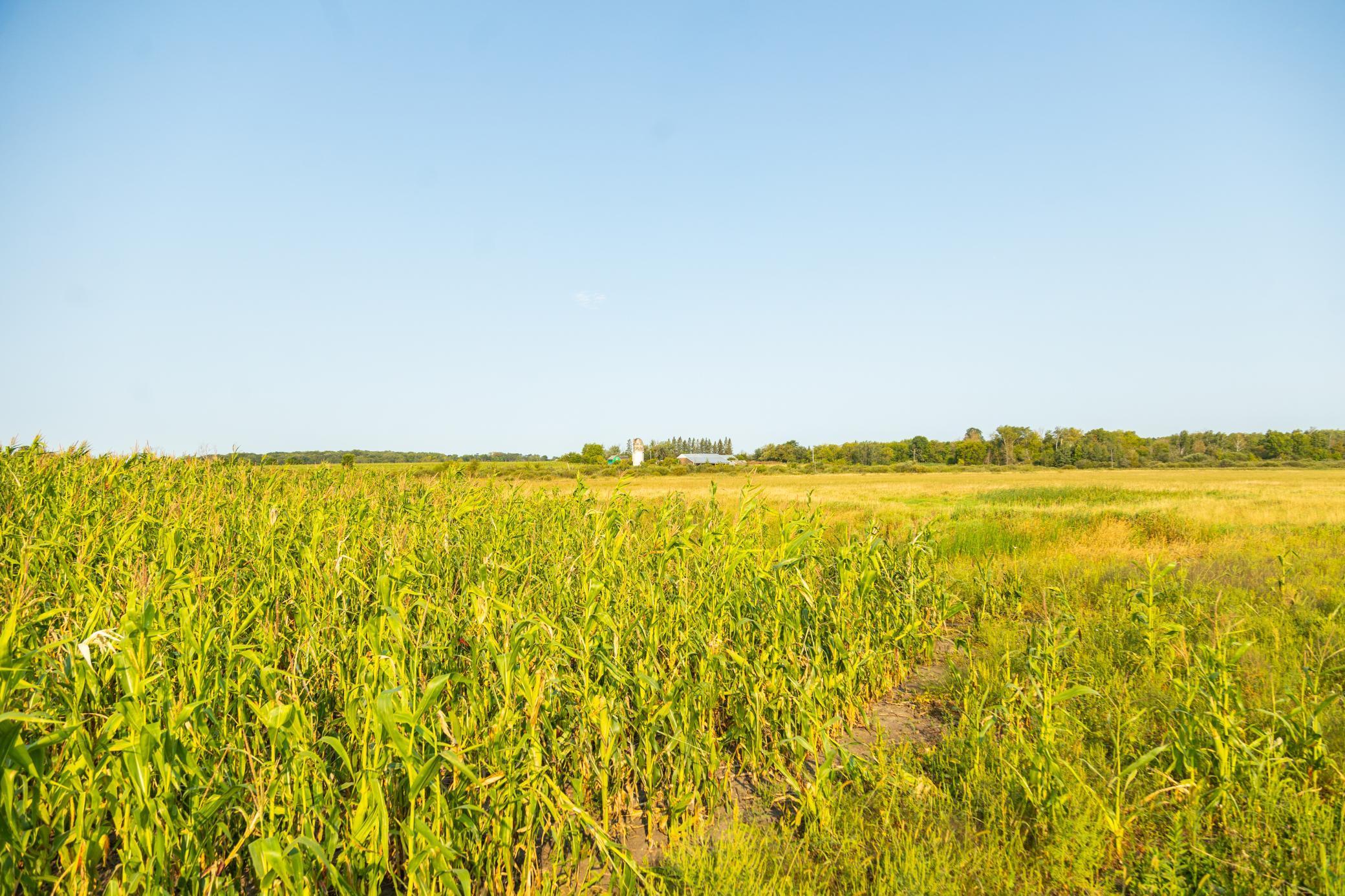 TBD 380th Street, Browerville, Minnesota image 15