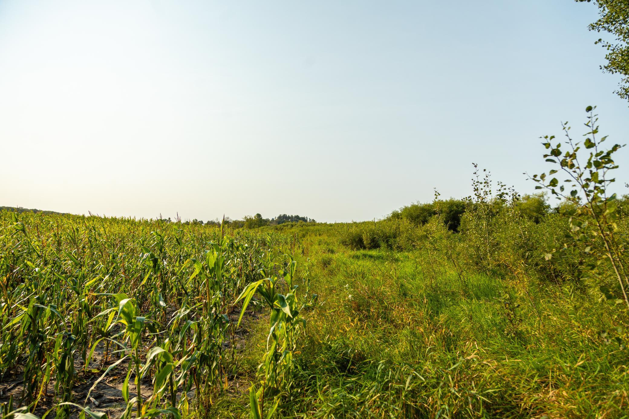 TBD 380th Street, Browerville, Minnesota image 6