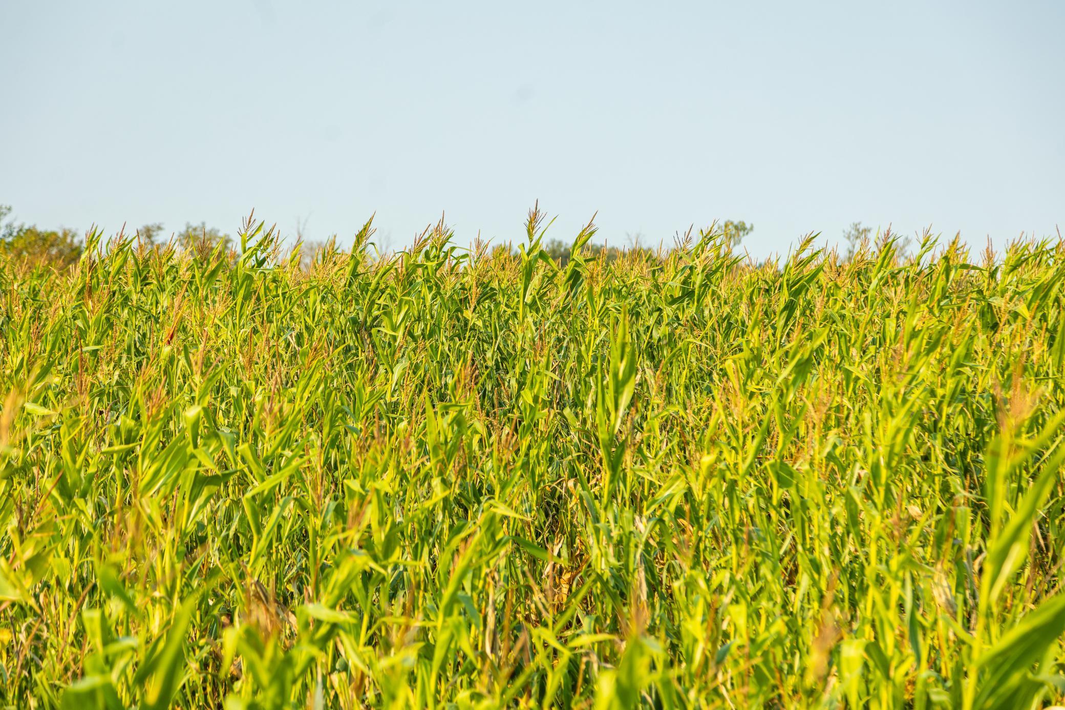 TBD 380th Street, Browerville, Minnesota image 14