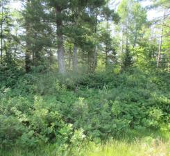 Lot 2 State Road 27/70, Couderay, Wisconsin image 7