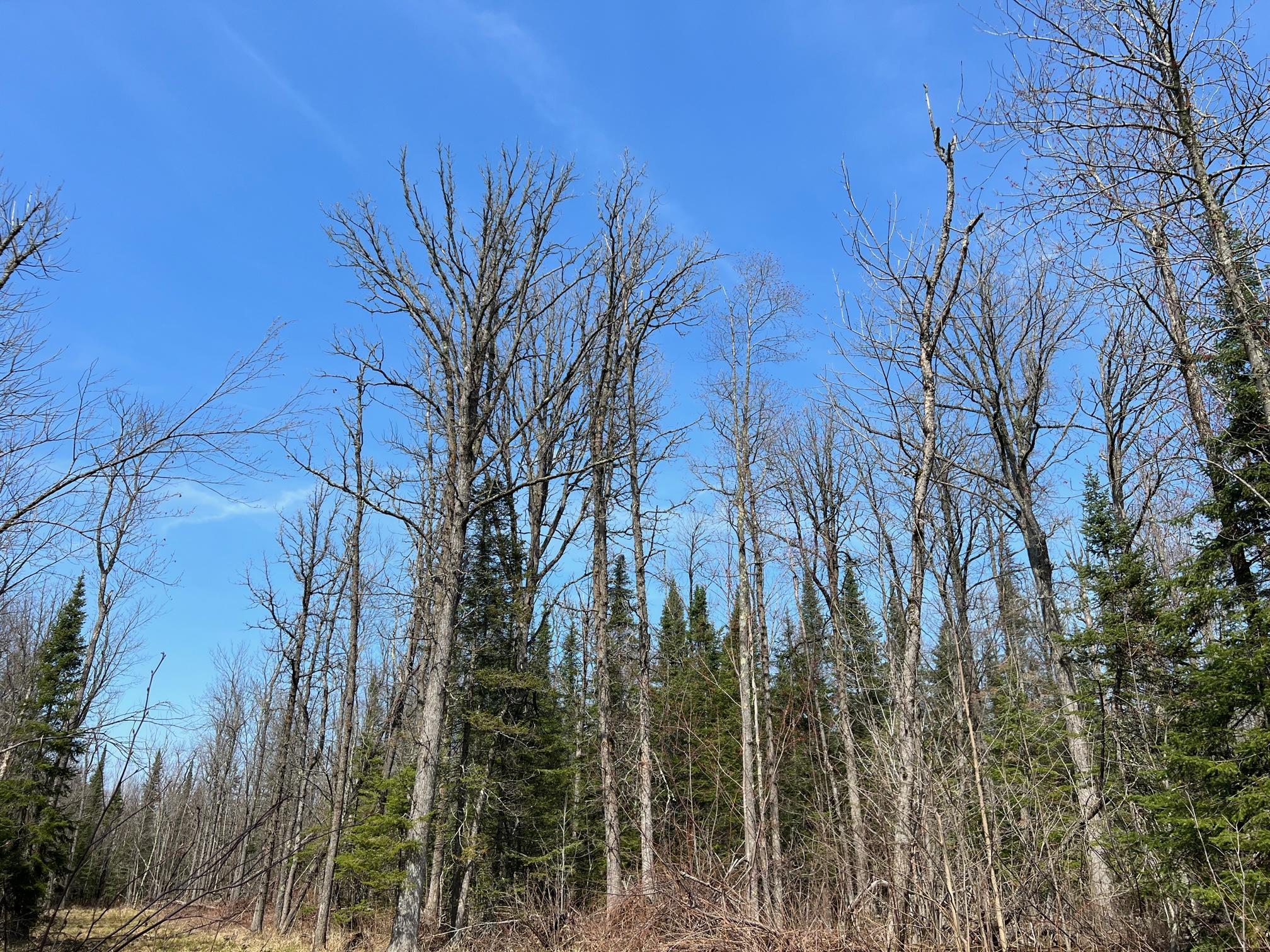 11TBD Gulley Road, Maple, Wisconsin image 7