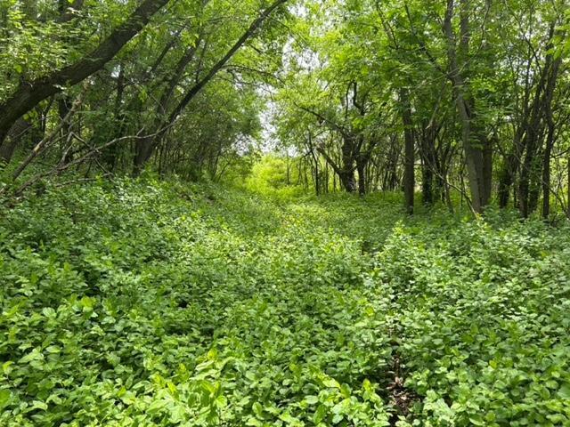 TBD Highway 28/29, Glenwood, Minnesota image 7