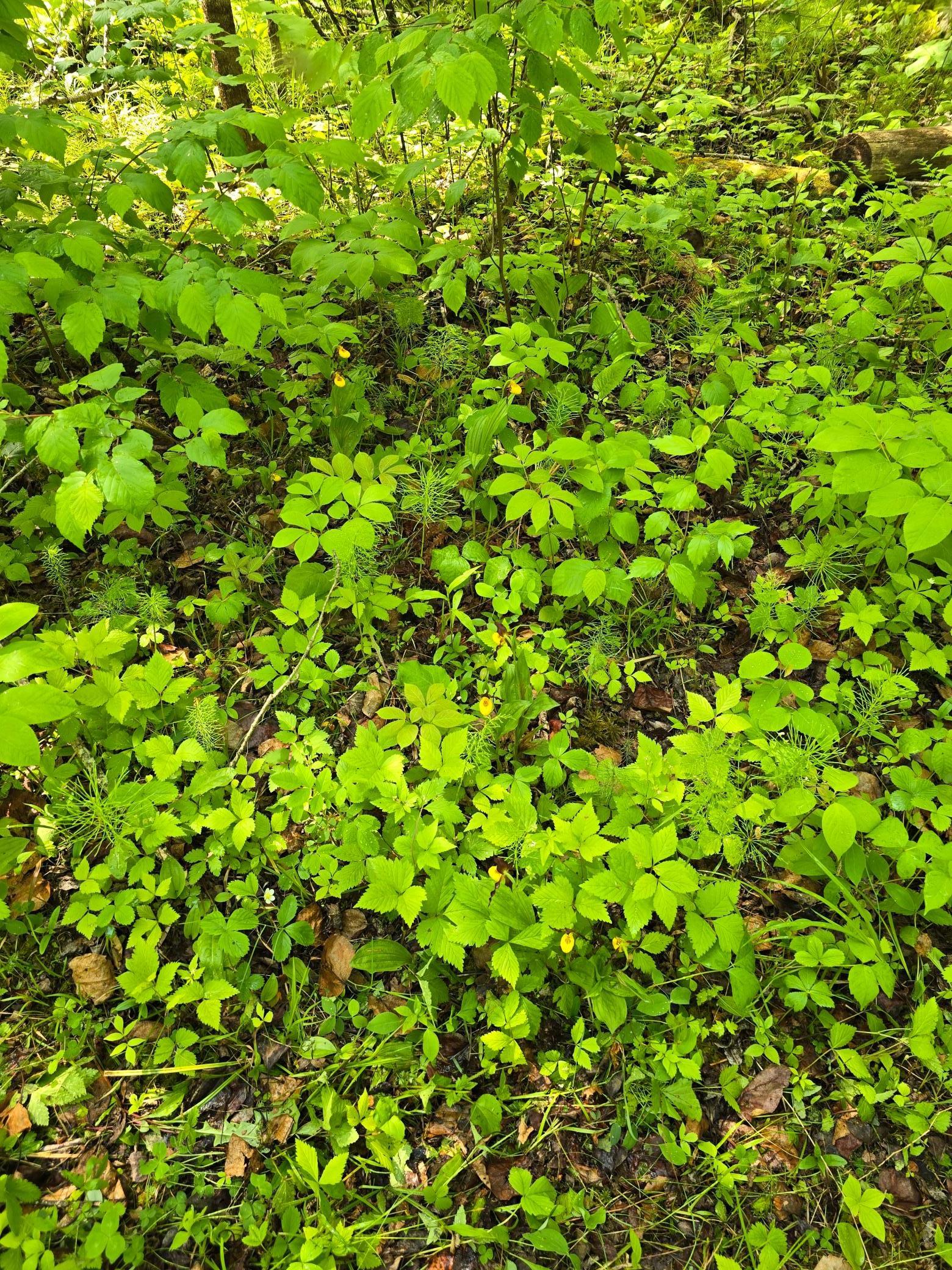 TBD Town Road 166, Littlefork, Minnesota image 9
