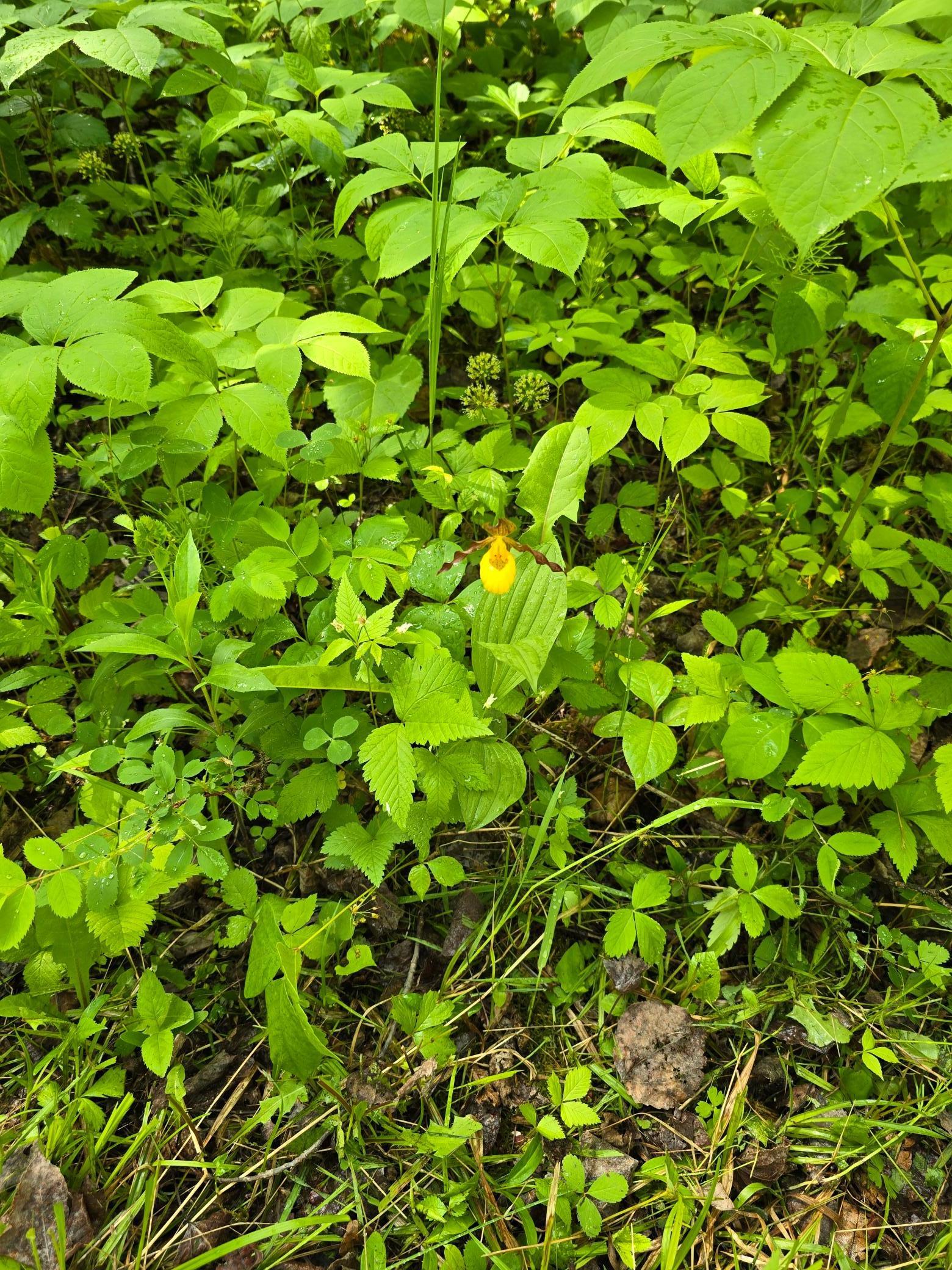 TBD Town Road 166, Littlefork, Minnesota image 8