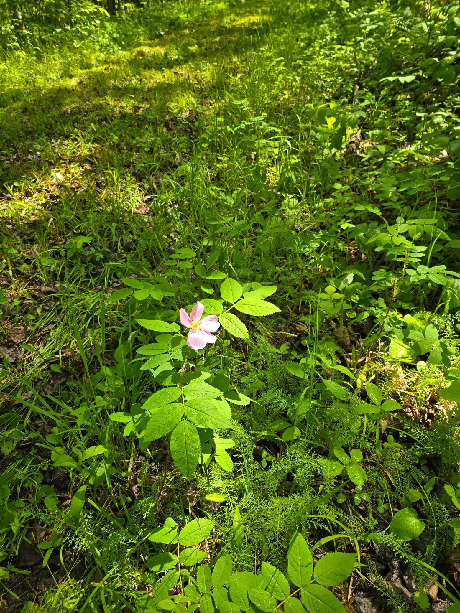 TBD Town Road 166, Littlefork, Minnesota image 7