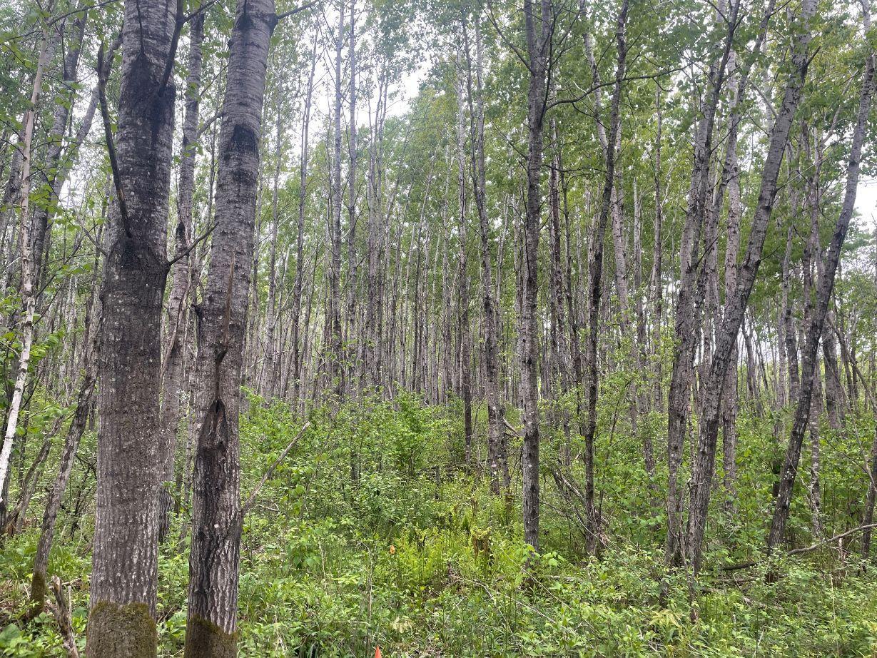 XXX Little Sand Creek Road, Sandstone, Minnesota image 31
