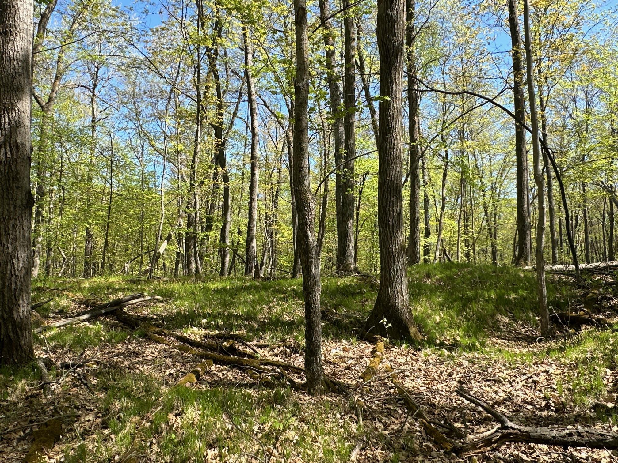 XW Tamarac Road, Onamia, Minnesota image 11
