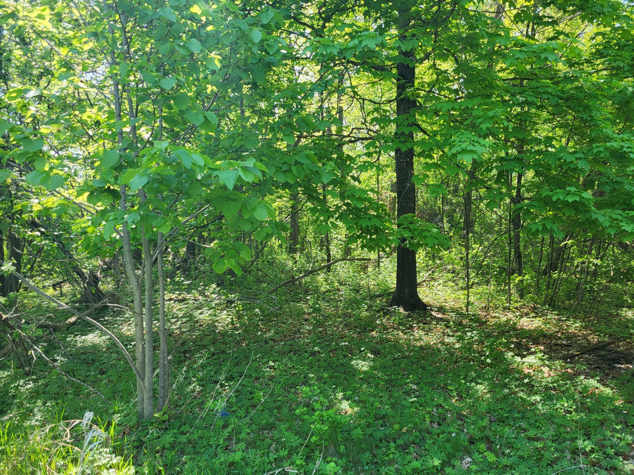 34989 Dead Isle, Richville, Minnesota image 16