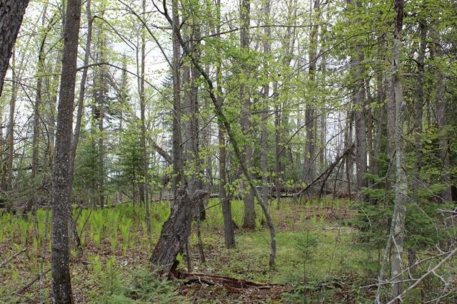 TBD County Rd 19, Deer River, Minnesota image 10