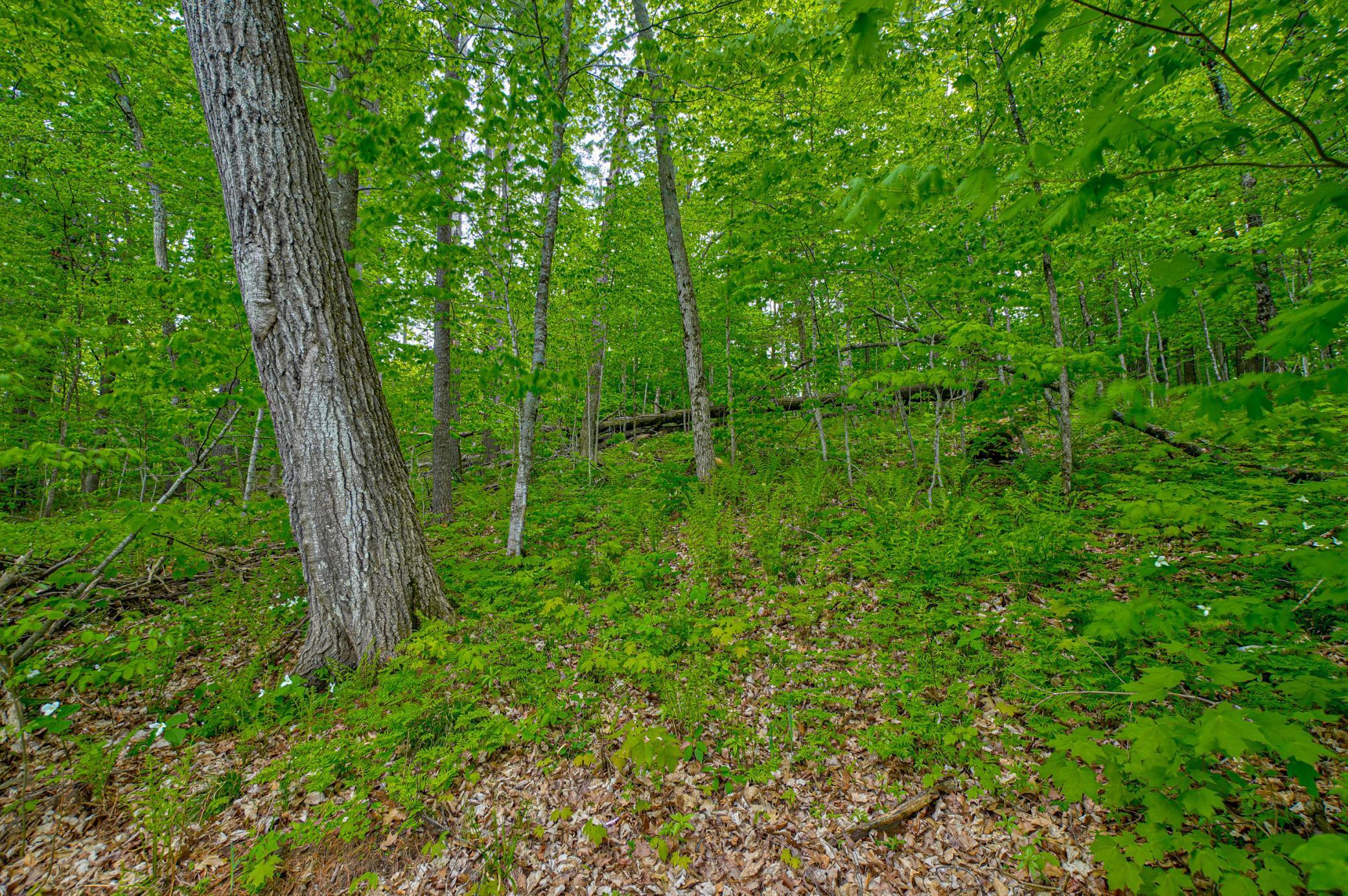 N872 County Highway Md, Sarona, Wisconsin image 9