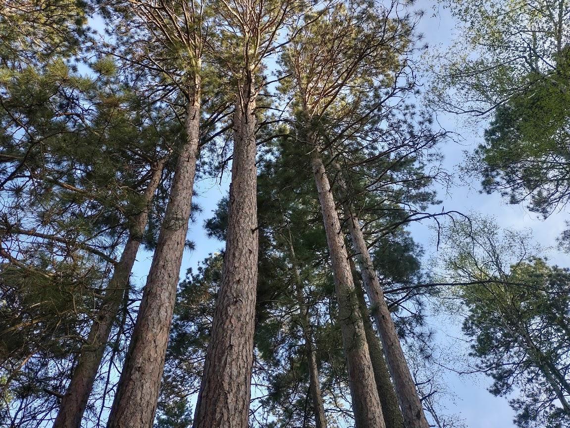 1343 Indian Point Trail, Pine River, Minnesota image 18
