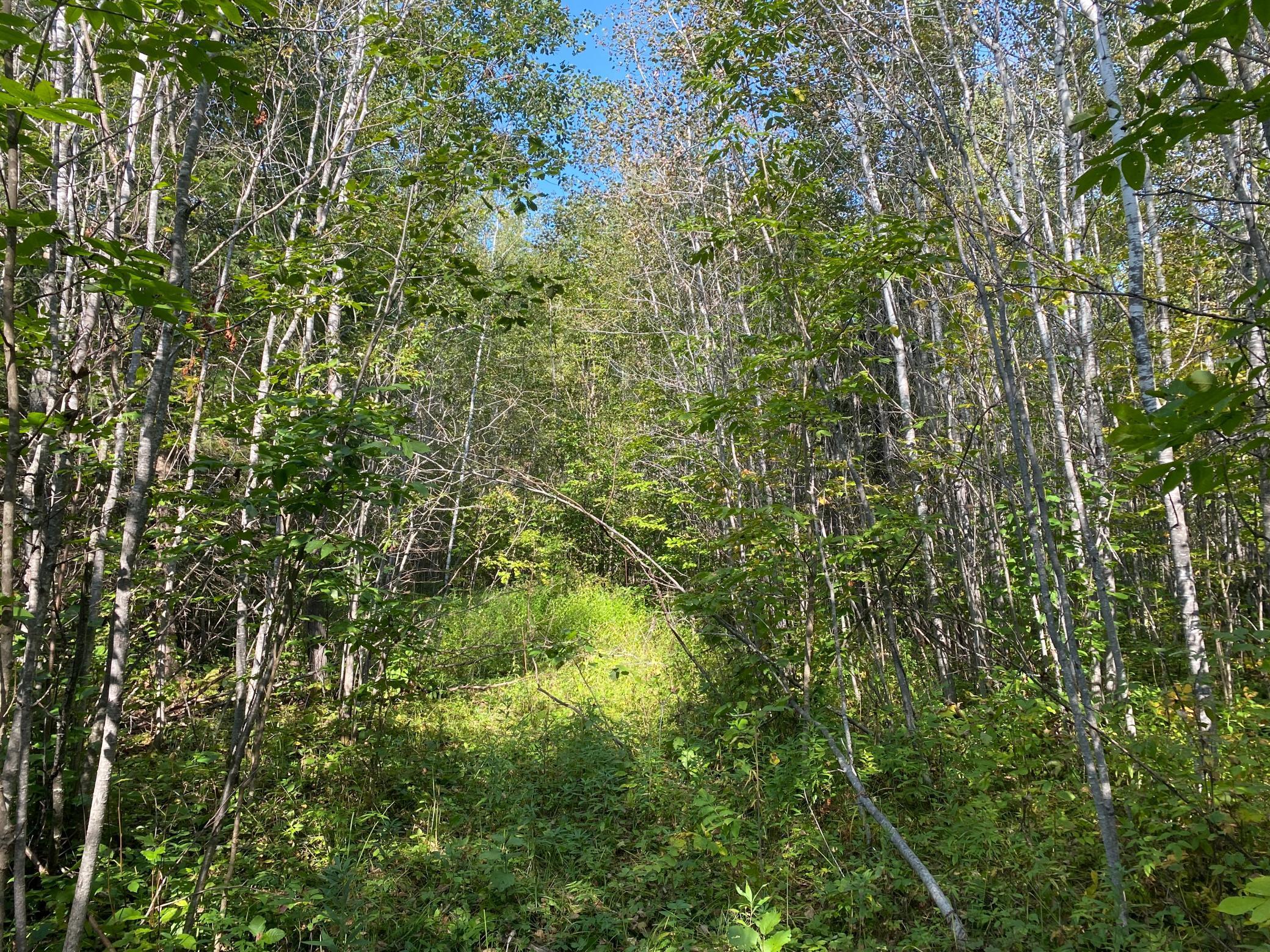 TBD Hwy 1, Cook, Minnesota image 13