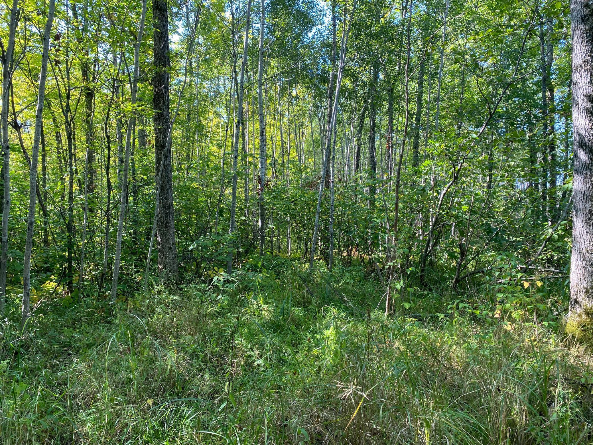 TBD Hwy 1, Cook, Minnesota image 19