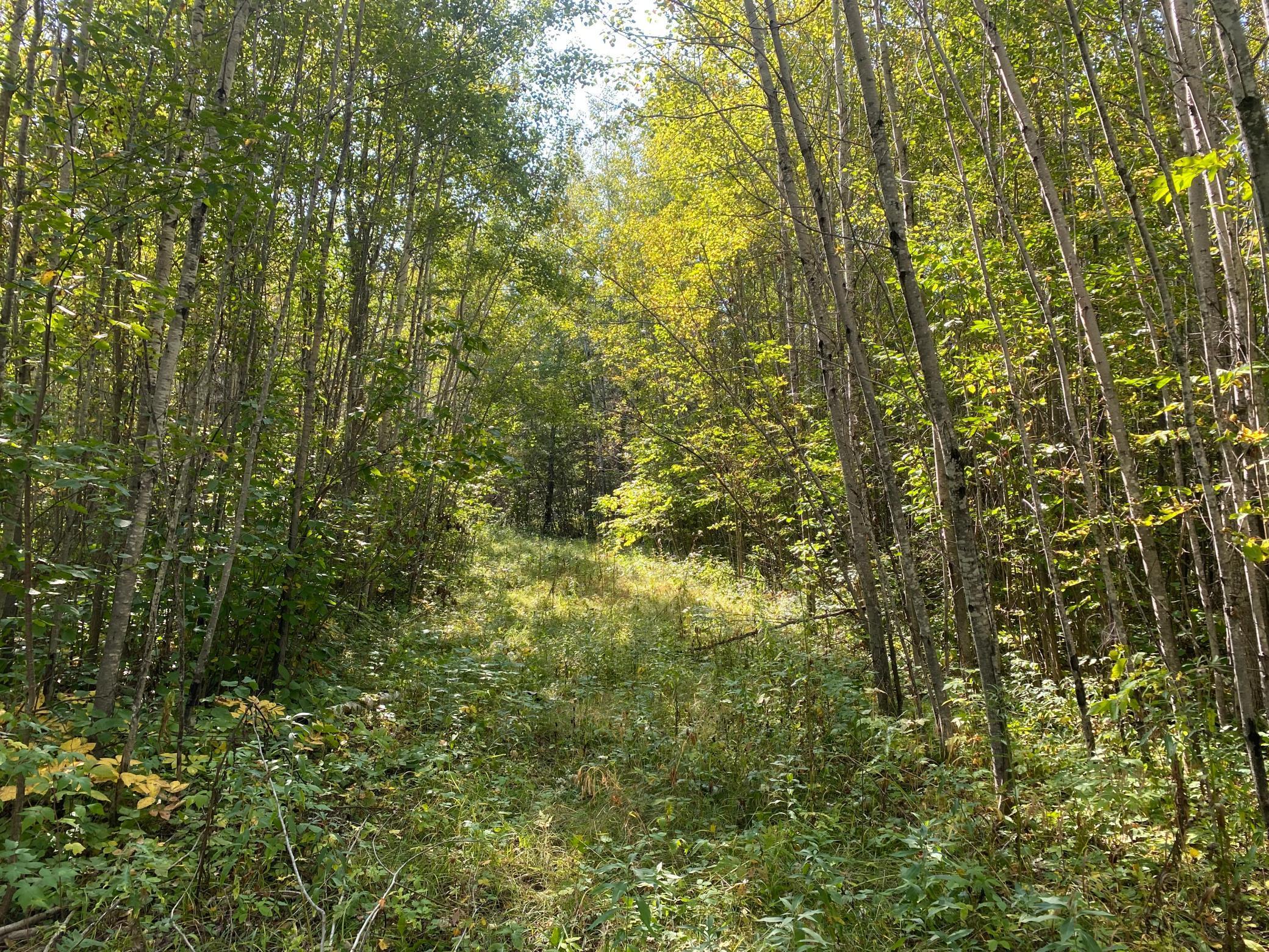 TBD Hwy 1, Cook, Minnesota image 17