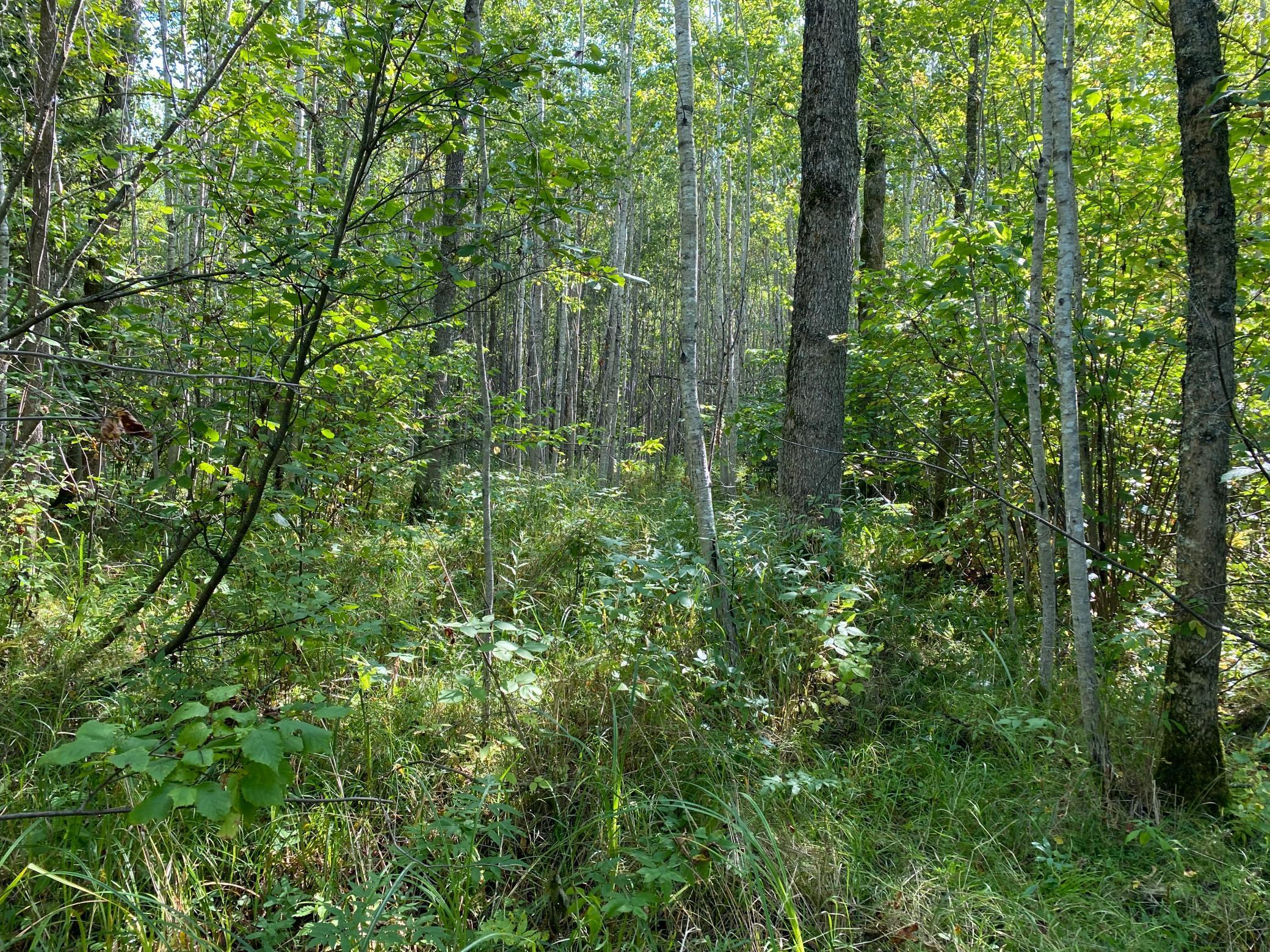 TBD Hwy 1, Cook, Minnesota image 20