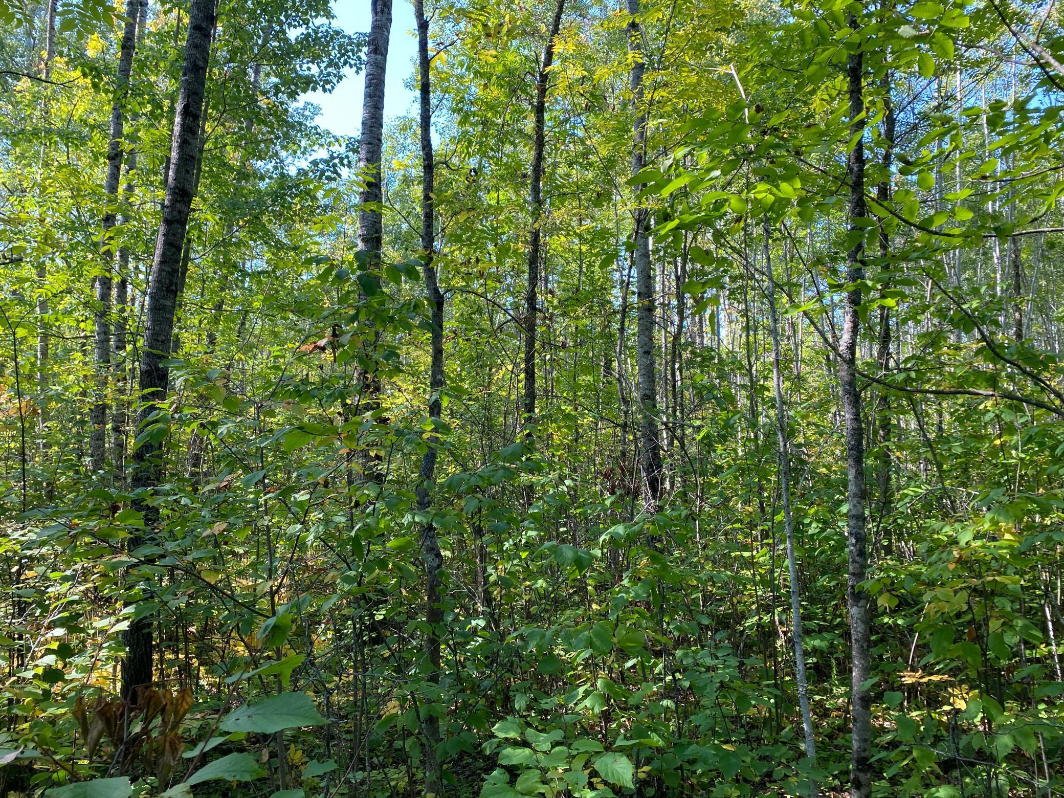 TBD Hwy 1, Cook, Minnesota image 36