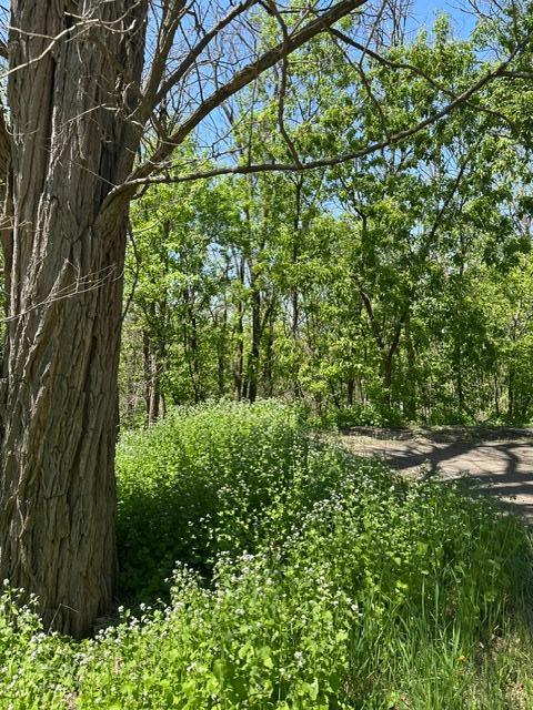 Vacant Land For Sale - XXX S Adams Street<br/> Polk County, Saint Croix Falls, WI 54024