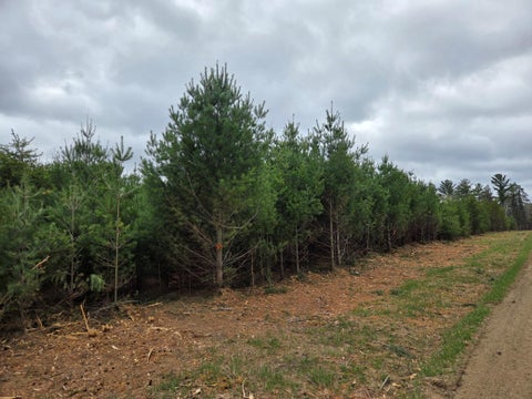 Vacant Land For Sale - TBD 450th St - Parcel A<br/> Laporte, MN 56461