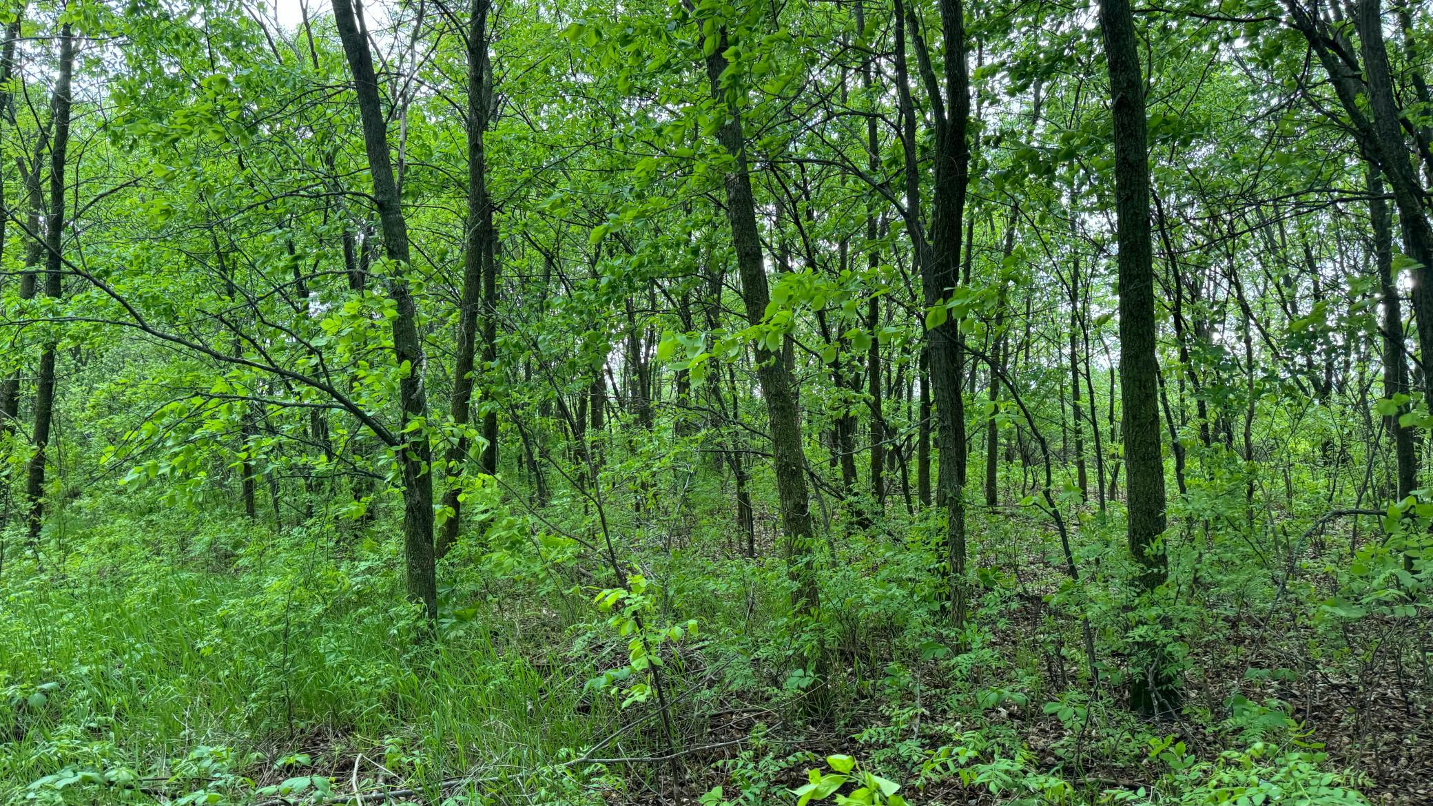 Lot 15 Sunset Strip, Alexandria, Minnesota image 43