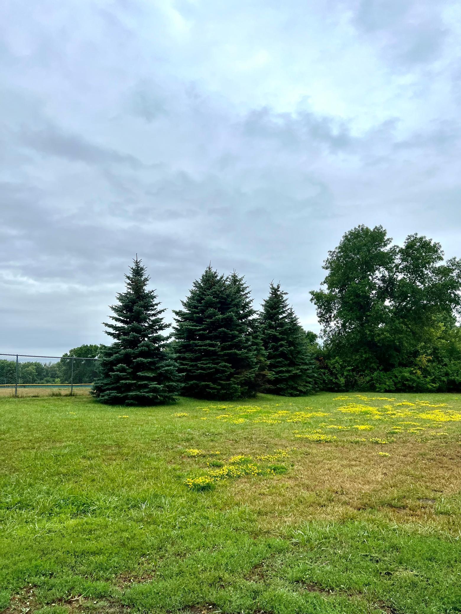 TBD Elm Avenue, Waverly, Minnesota image 3