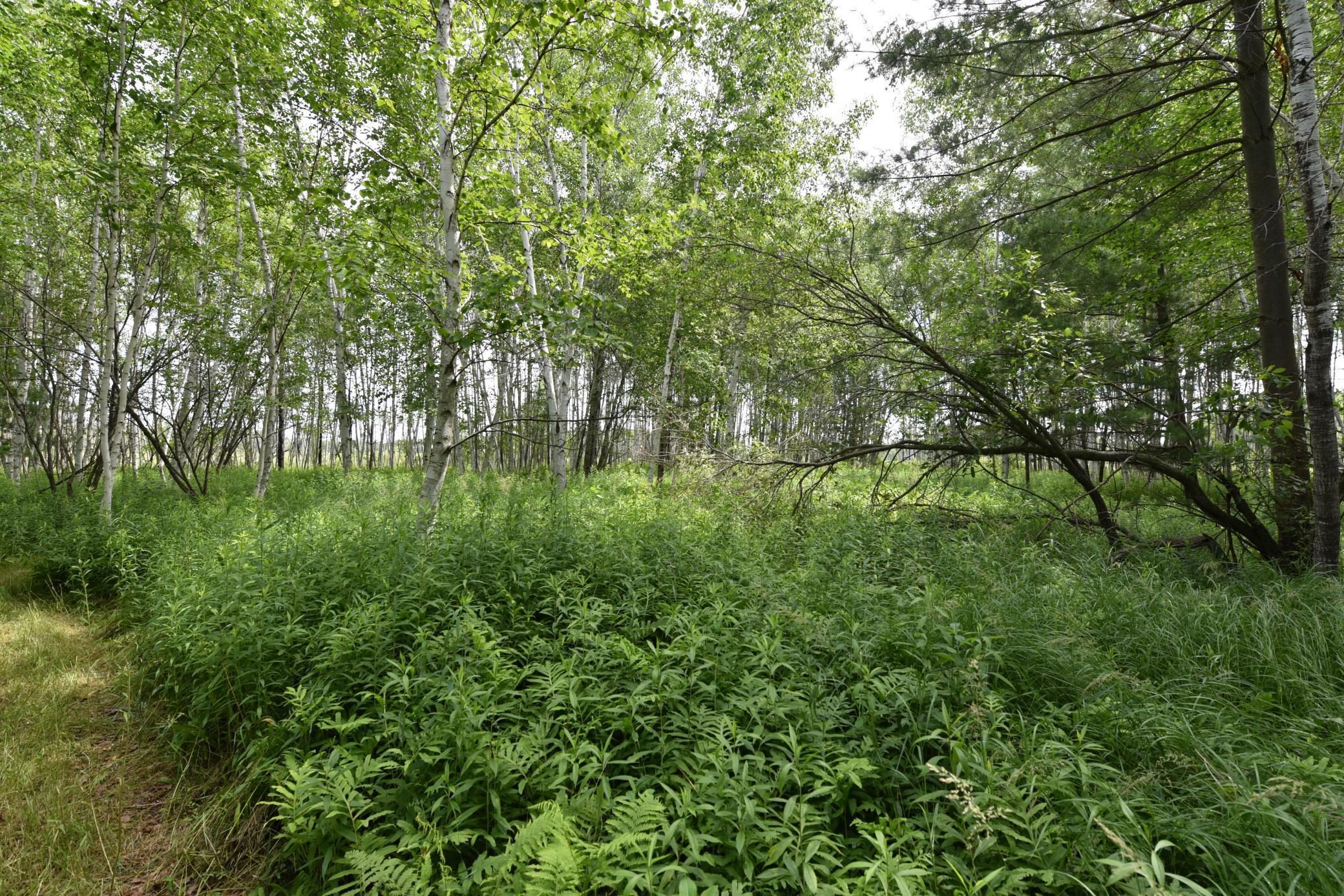 18625 Skunk Lake Road, Sandstone, Minnesota image 39