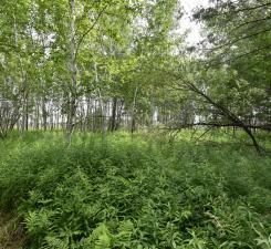 18625 Skunk Lake Road, Sandstone, Minnesota image 18