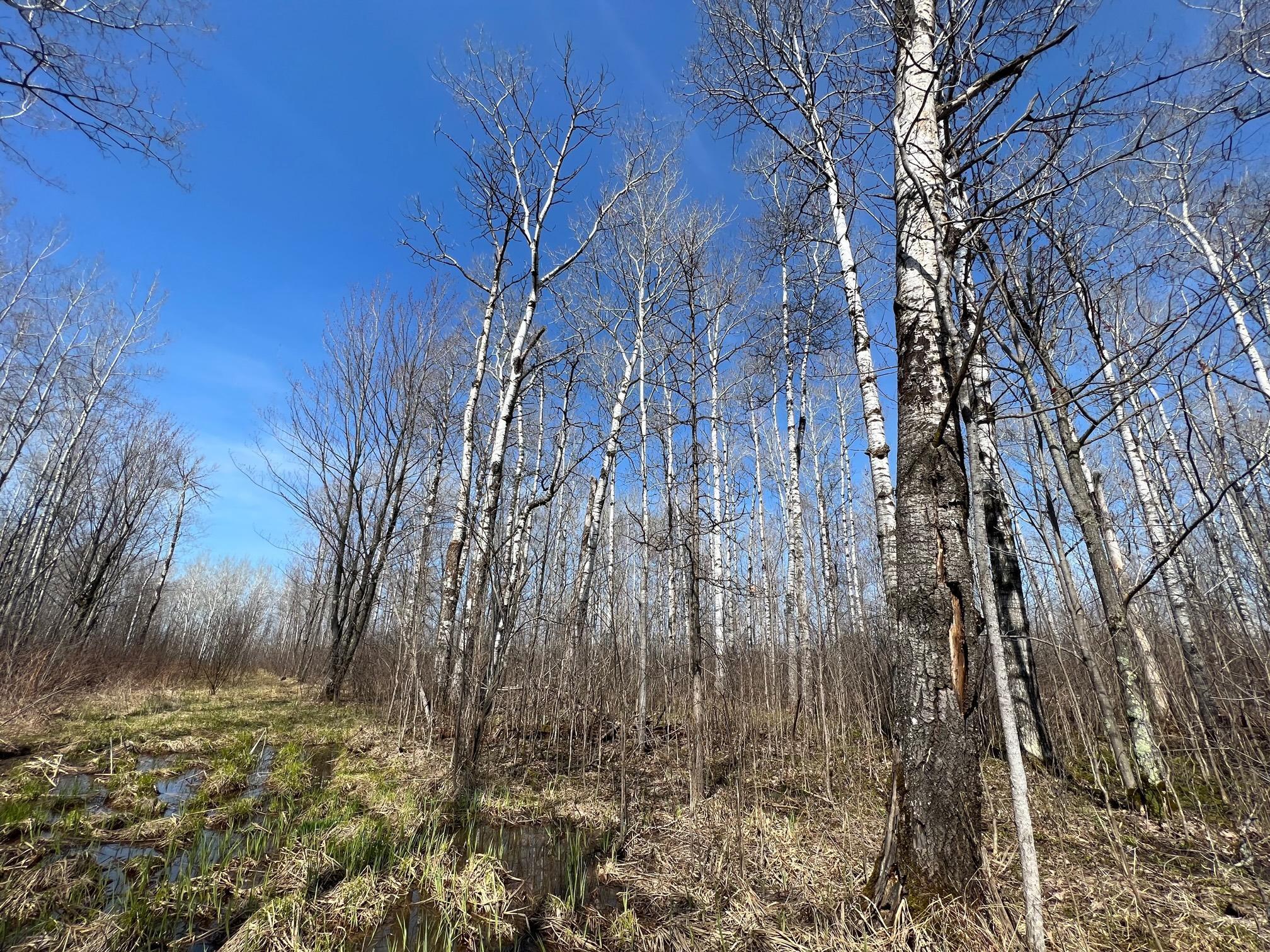 TBD Gulley Road, Maple, Wisconsin image 15