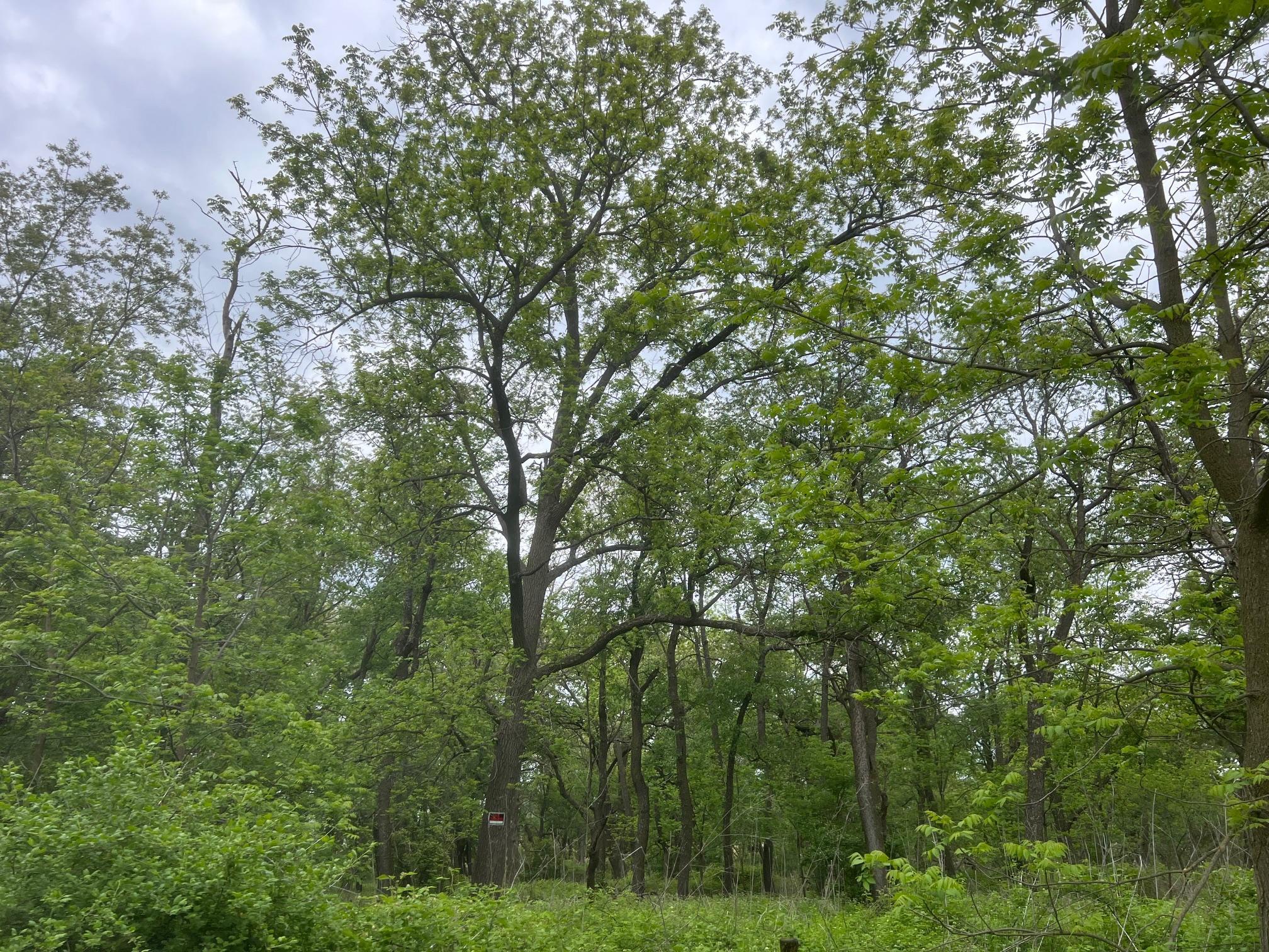 TBD Highway 56, Le Roy, Minnesota image 9