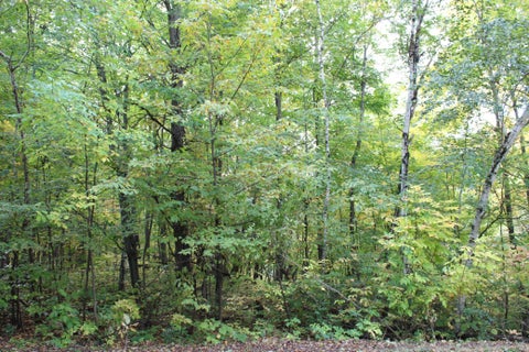 Vacant Land For Sale - 000 St Croix Trail<br/> Taylors Falls, MN 55084