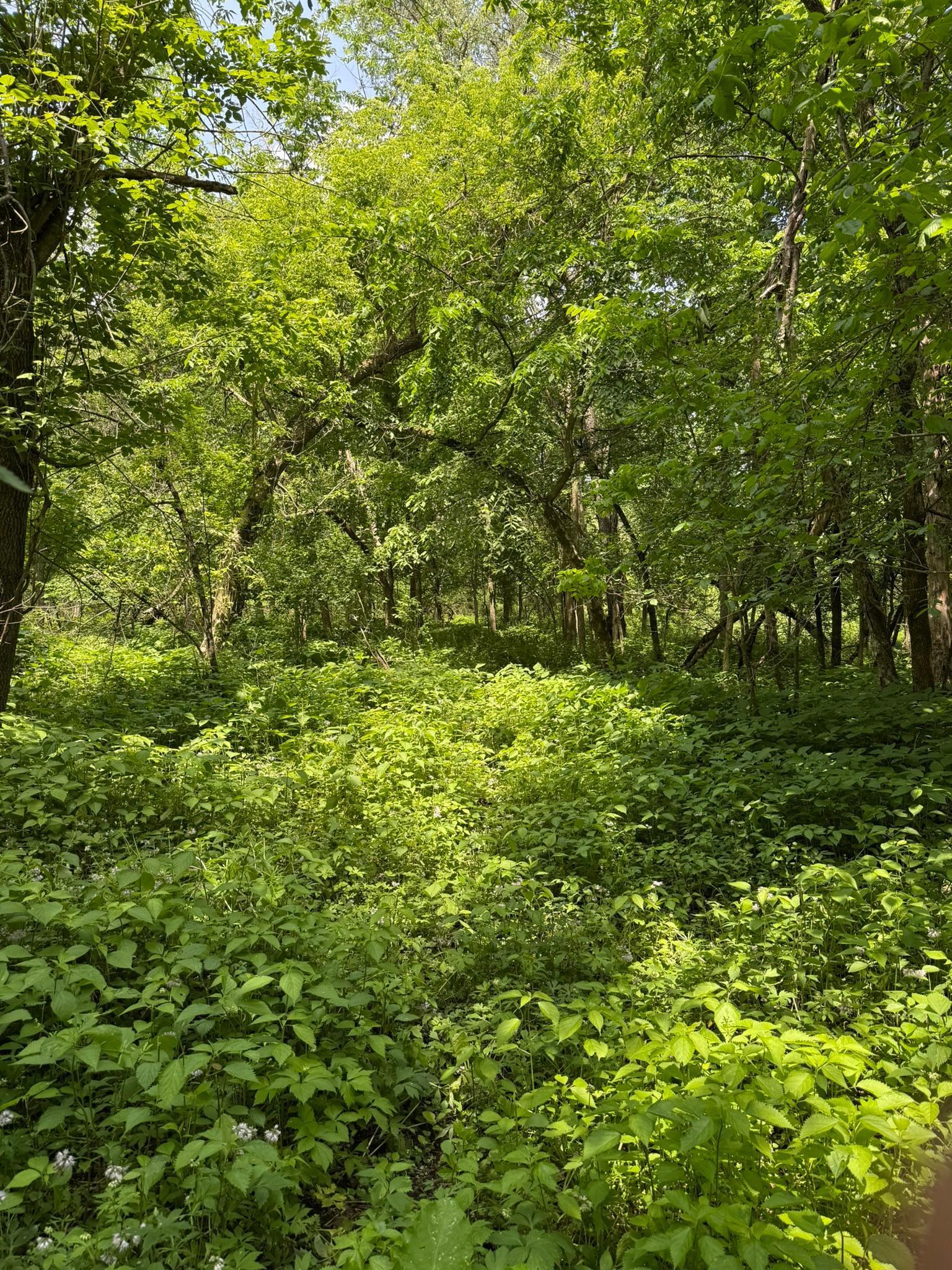 TBD Quiet Way, Welch, Minnesota image 7