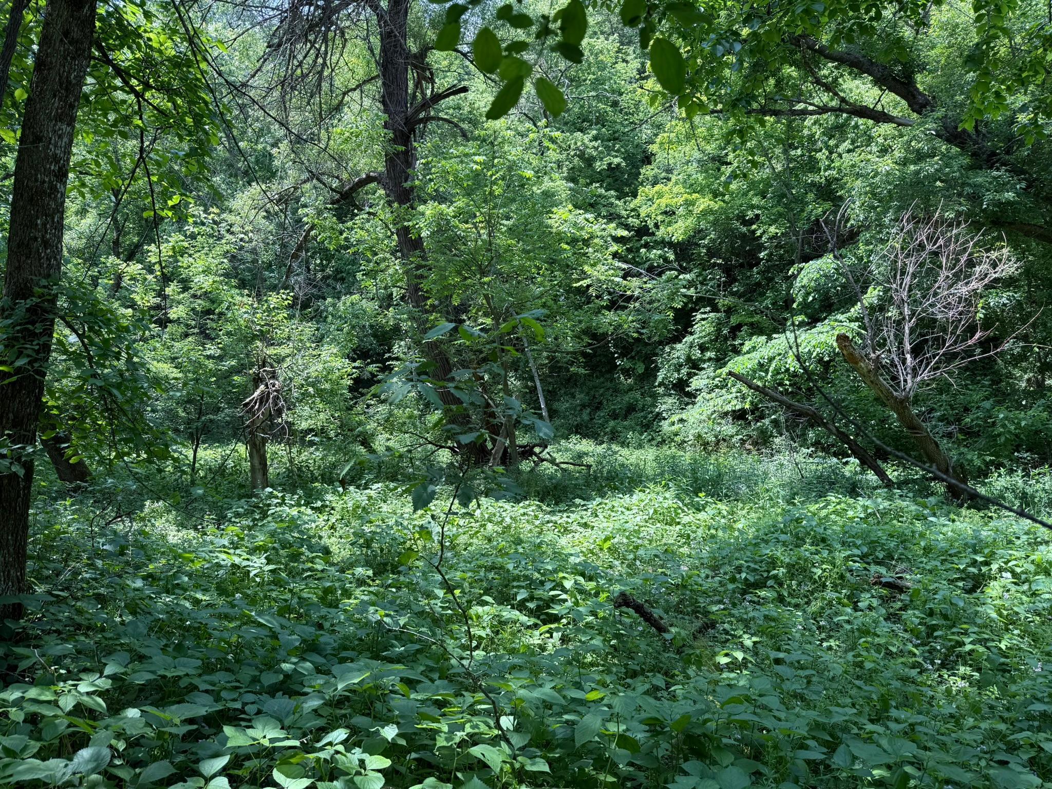 TBD Quiet Way, Welch, Minnesota image 10