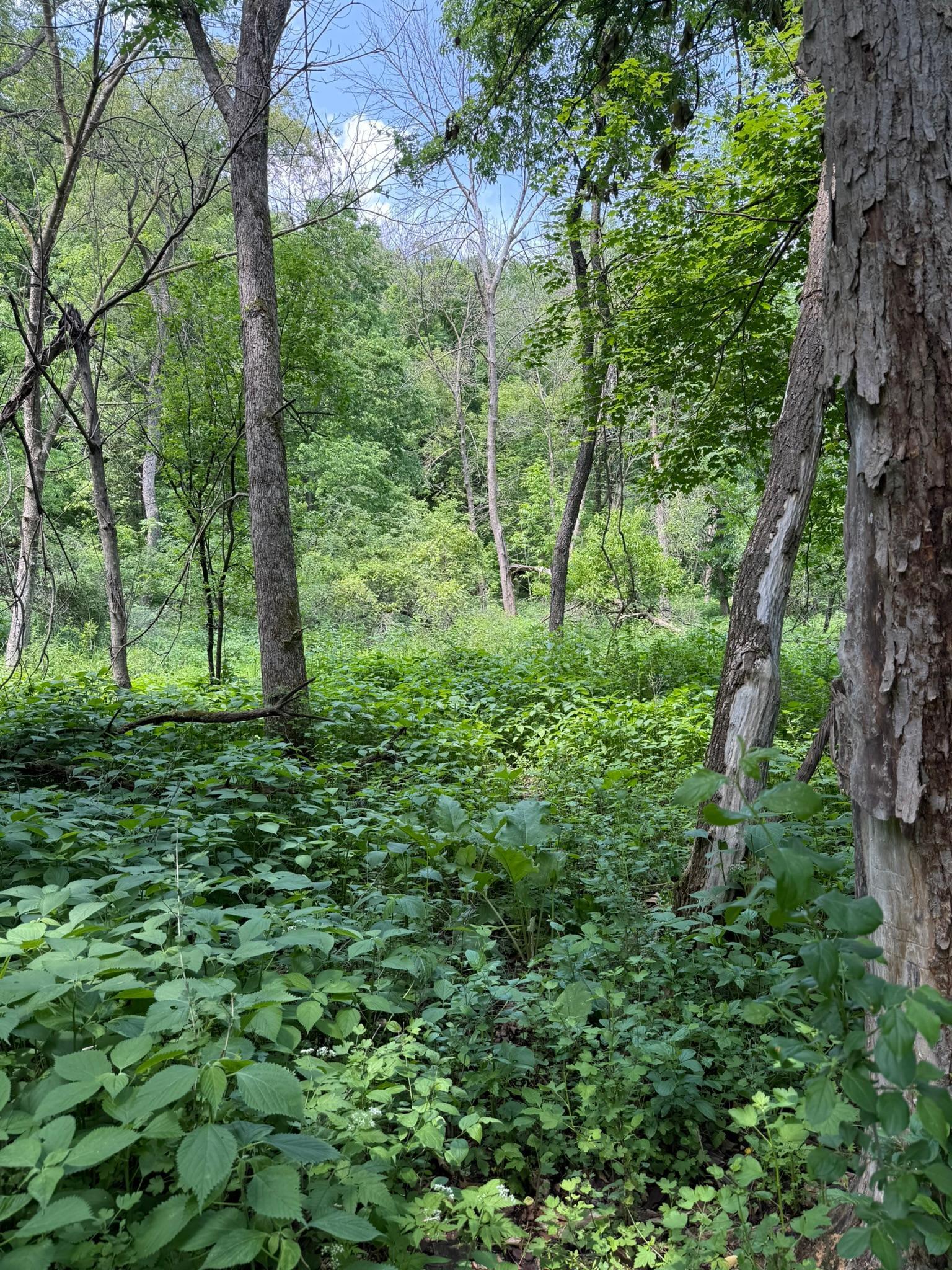 TBD Quiet Way, Welch, Minnesota image 2