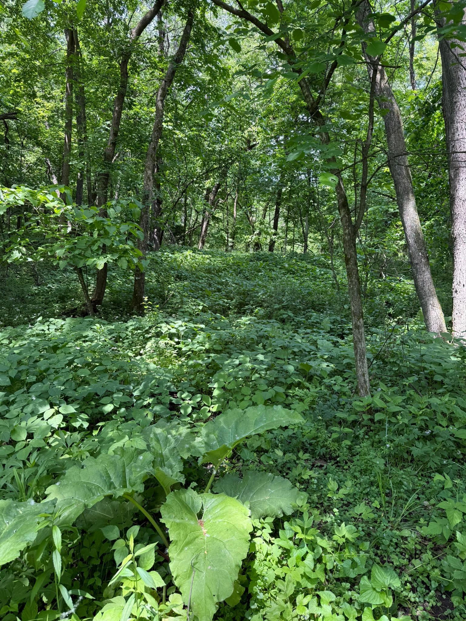 TBD Quiet Way, Welch, Minnesota image 6