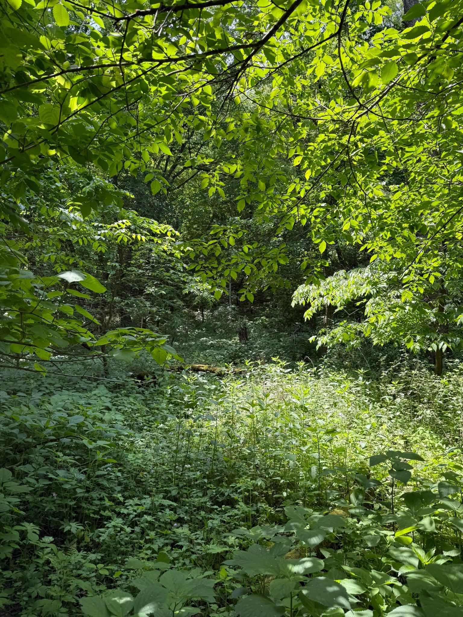 TBD Quiet Way, Welch, Minnesota image 3