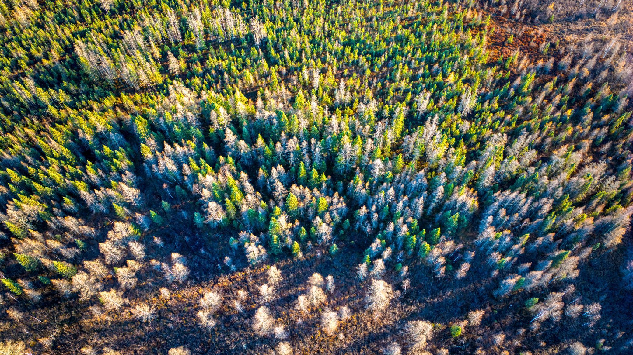 XXXX Dora Lake Rd, Northome, Minnesota image 39