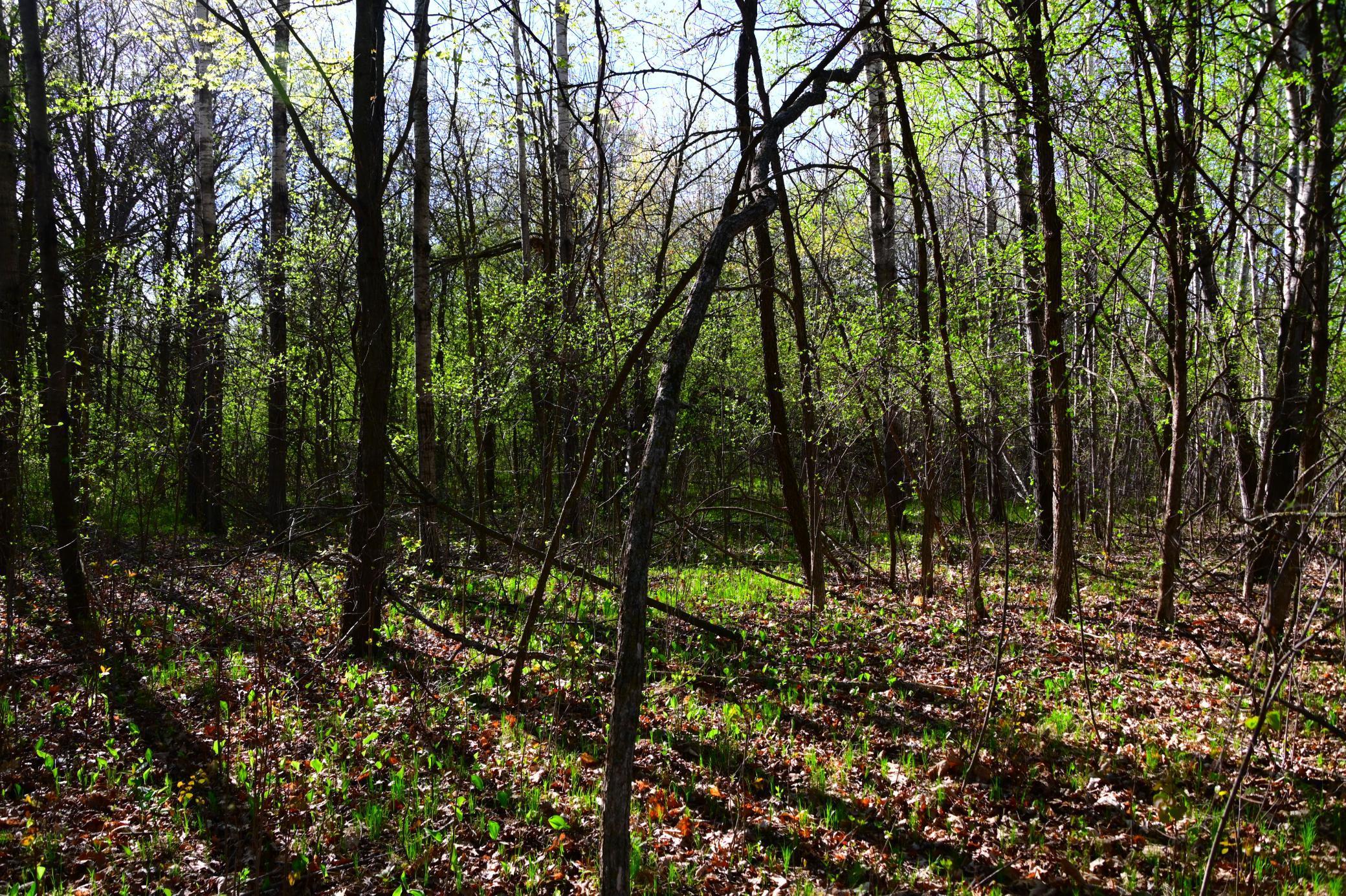 X Orchard Drive, Browerville, Minnesota image 8