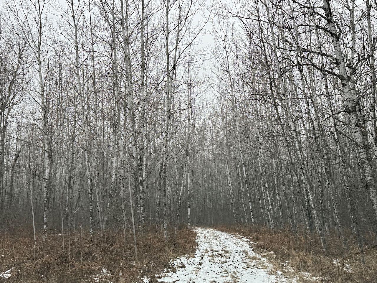 80+ Acres Willow Creek Road, Kelliher, Minnesota image 8