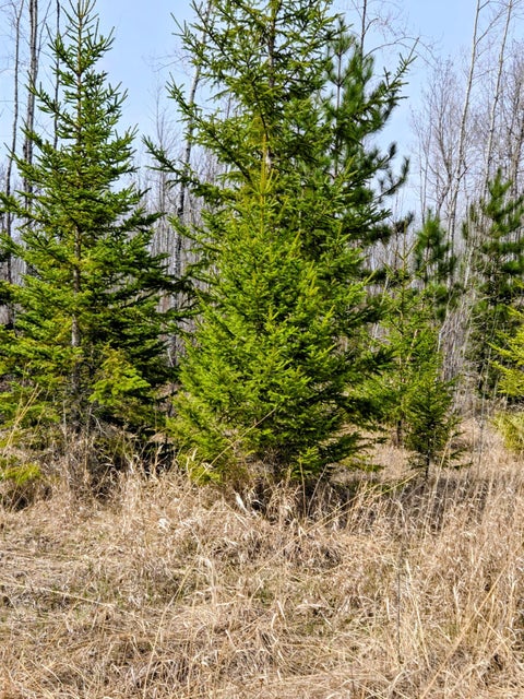 Vacant Land For Sale - 17 E County Road<br/> Koochiching County, Mizpah, MN 56660