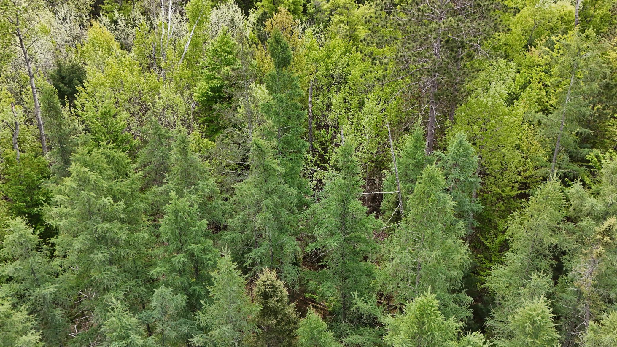 Lot 3 E Lakewood Drive, Wascott, Wisconsin image 6