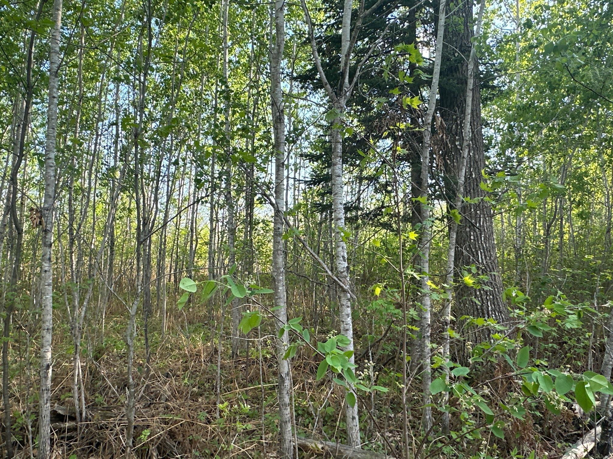 2045 County 47, Longville, Minnesota image 16