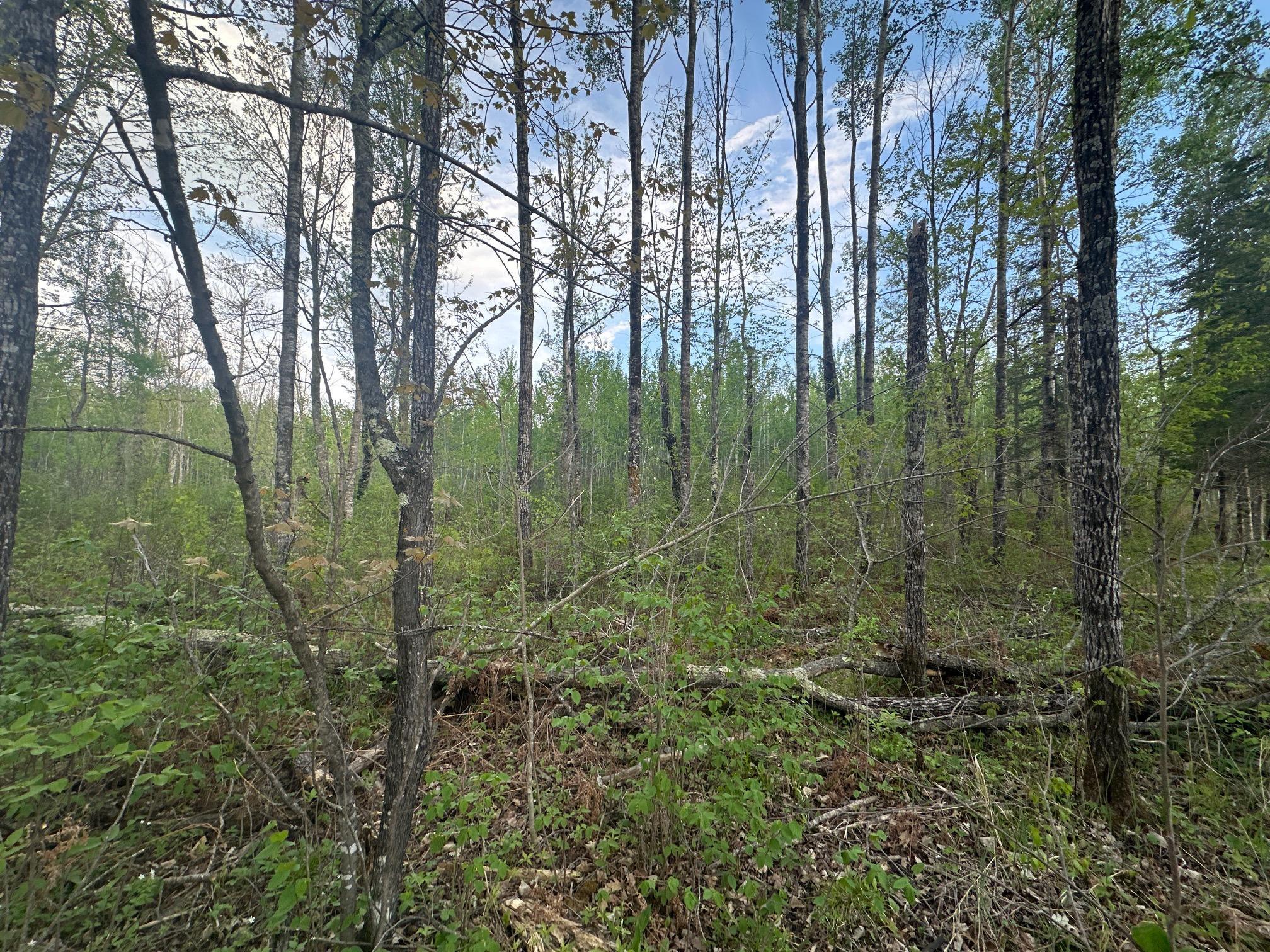 2045 County 47, Longville, Minnesota image 12