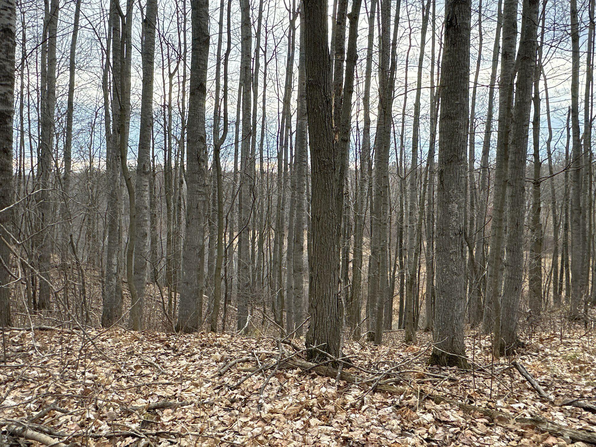 X Flambeau Avenue, Ladysmith, Wisconsin image 23
