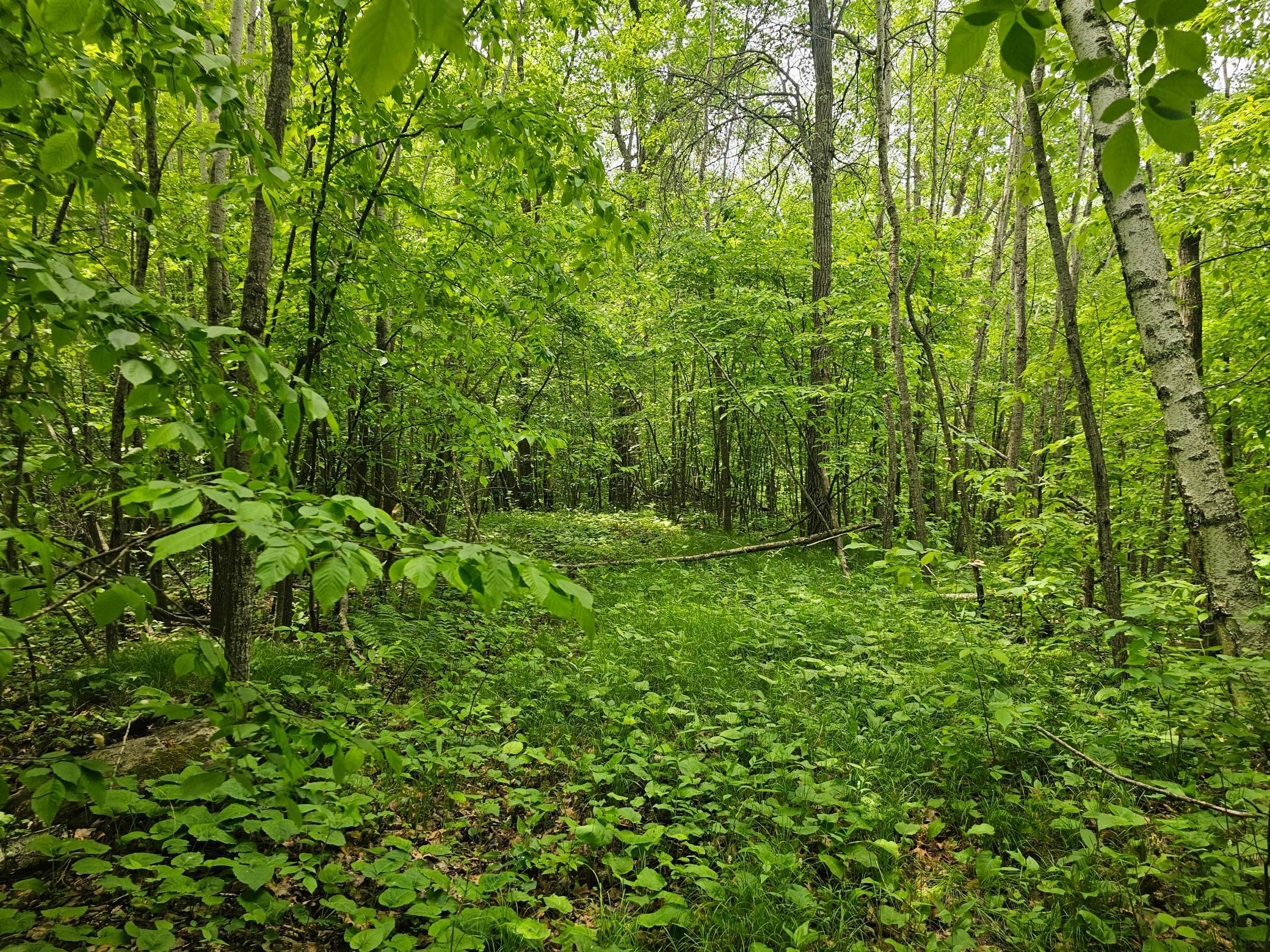 Tbd S. Black Bear Road, Ironton, Minnesota image 21