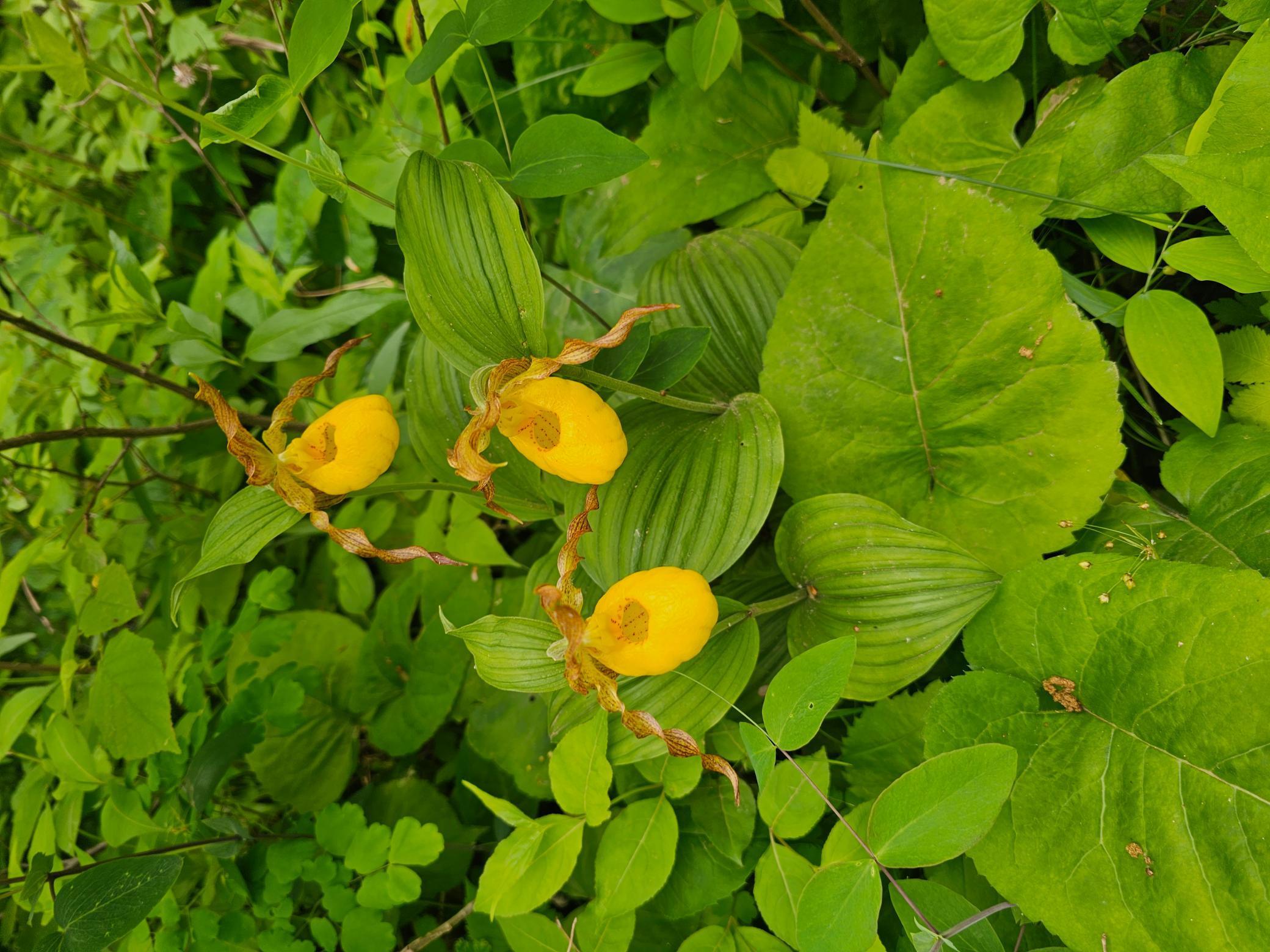 Tbd S. Black Bear Road, Ironton, Minnesota image 22