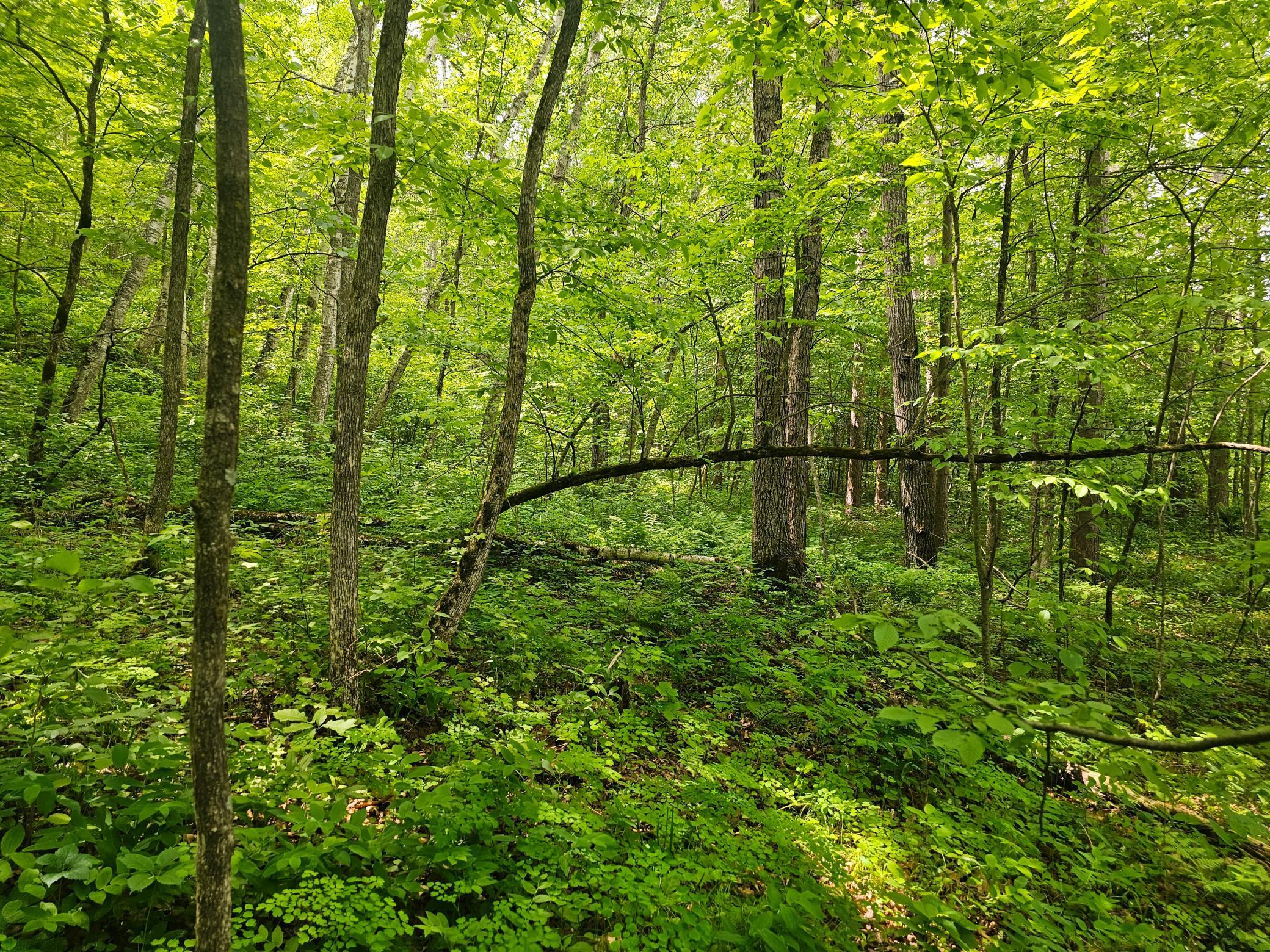 Tbd S. Black Bear Road, Ironton, Minnesota image 19