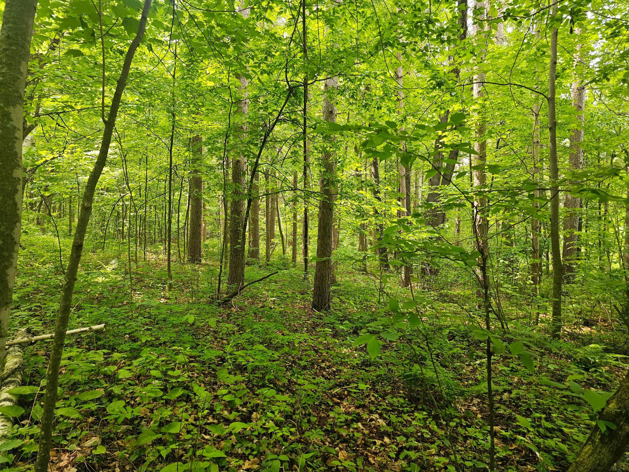 Tbd S. Black Bear Road, Ironton, Minnesota image 20
